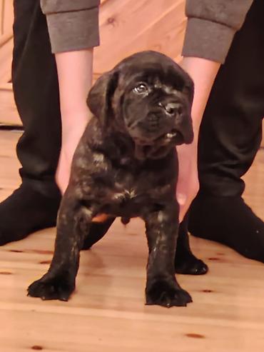 İtlər: Kane-Korso, 1 ay, Sənədli, Ünvandan götürmə, Pulsuz çatdırılma, Rayonlara çatdırılma — 8