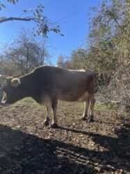 купить собаку немецкую овчарку: Продаю | Корова (самка), Музоо, торпок | Для разведения, Для молока