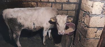 Dana, buzov: Dana, buzov, Erkək, ay: 12, 130 kq, Ətlik — 4