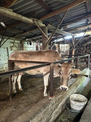 отдам щенка немецкой овчарки в хорошие руки: .
90000сом ками бар