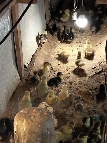 fermer təsərrufatı: Məhsul: Ördək balaları (qarışıq rəngləi . Çox gotrene endirim olunacag — 5