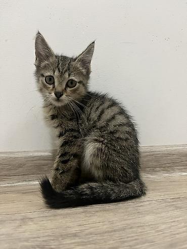 chi su: 🐾 Три котёнка ищут любящих хозяев 🐾 Трое очаровательных котят — 1