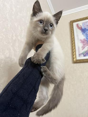 Бесплатно!!! Котёнок с сиамским (колор-пойнт) окрасом. Ищем добрые