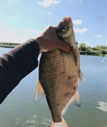 Рыба и морепродукты: Свежий — 9