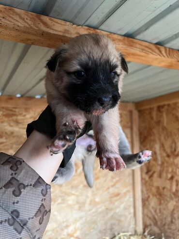 Продажа собак: Щенки (малыши на фото) - Возраст: совсем маленькие, уже открыли — 2