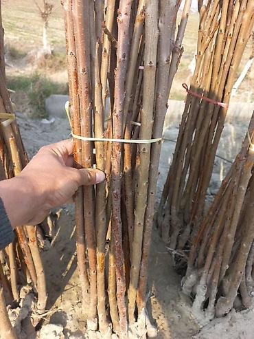 Роза: Продаю Розы ОПТОМ!!! На продажу есть розы в большом количестве разных — 11