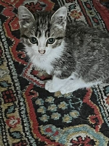 коты в оше: Беспородная, 2 месяца, Мальчик, Биколор, Приучена к лотку