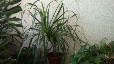 Sobne biljke: Nolina Beaucarnea, Slonovo Stopalo, 110 centimetara visina, tri grane