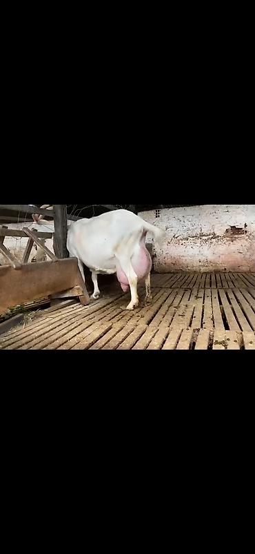 Keçilər, çəpişlər: Süd keçisi – ağ rəngli, uzun buynuzlu - Yüksək süd verimi üçün — 11