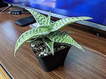 101 gül buketi: Ağ hibrid aloe. Tam sağlam, problemsiz. Baxımı çox sadə. Torpaq — 3