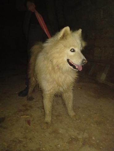 pomeran itler: Samoyed, 11 ay, Erkək — 3
