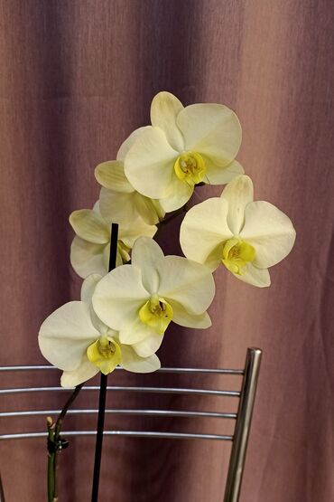 орхидеии: Орхидея в домашней посадке (мкр Кок-Жар)