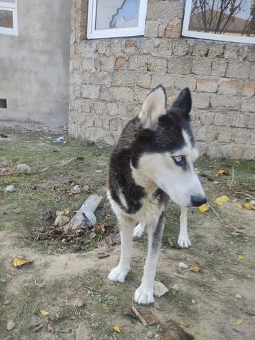 İtlər: Xaski, 1 il, Dişi, Peyvəndli — 11
