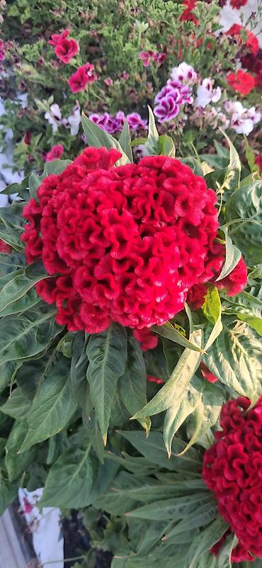 agadayi uzum sortu: Balaca qablardab satışda 1azn Məhsul: Qırmızı “Xoruz Tozu” – Celosia — 1