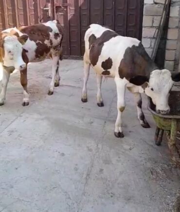 Inəklər, öküzlər: Dana, buzov, Erkək, Simental, ay: 3, 90 kq, Ətlik, Ödənişli çatdırılma