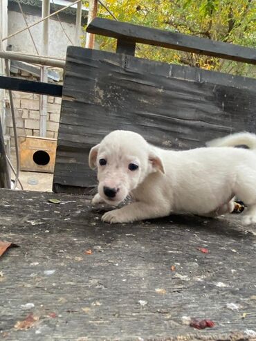 İtlər: 2 ay, Ünvandan götürmə — 13