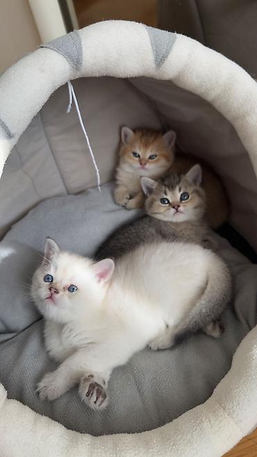 Кошки: Британская, Самка, Самец, В добрые руки, Самовывоз, Платная доставка — 1