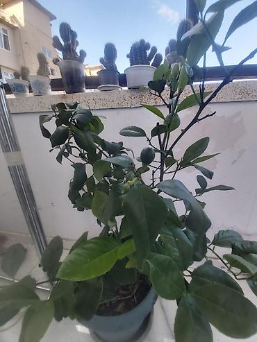 limon sam agaci: Limon ağacı. 40 azn — 3