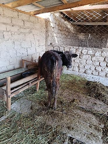 Коровы, быки: Продаю | Бык (самец) | Абердин-ангус — 8