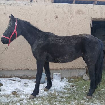 Лошади, кони: Продаю | Жеребец | Рабочий — 5