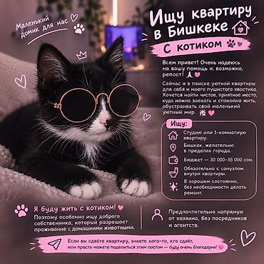 Ищу квартиру в Бишкеке с возможностью проживания с котом. Пожелания к