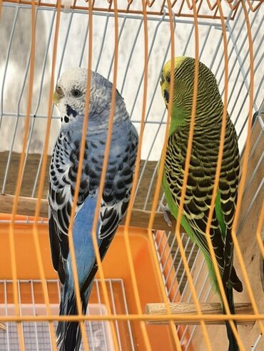 Tutuquşları: Hazır cüt tutu quşular qefedi yuvası ile bir yerde 35 manata — 10