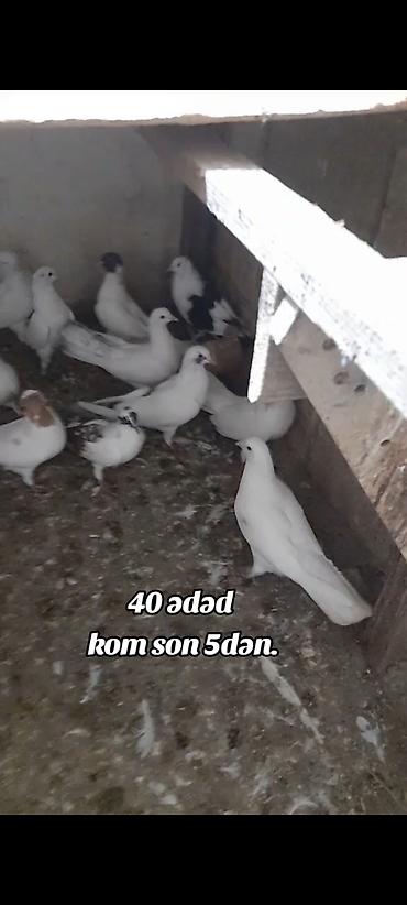 pisik yemi topdan: Kom 5 manatdan 40 ədəd quşdu bədrəng yoxdur hamsı ağ nişan quşlardı — 2