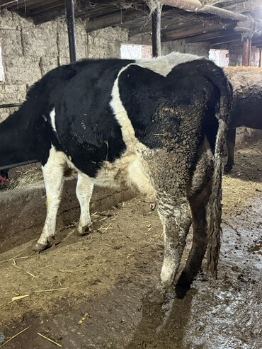 Коровы, быки: Продаю | Корова (самка) | Симментальская | Для молока — 7