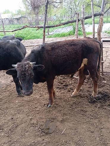 Коровы, быки: Продаю | Бык (самец) | На откорм — 13