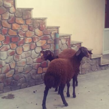 qurbanlıq qoyun qiymətləri: Qoyun. Quzu. Quzular. Qan qırmızı rəngli qulagi sirqali bogazi