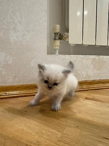 Pişiklər: Britan — 3