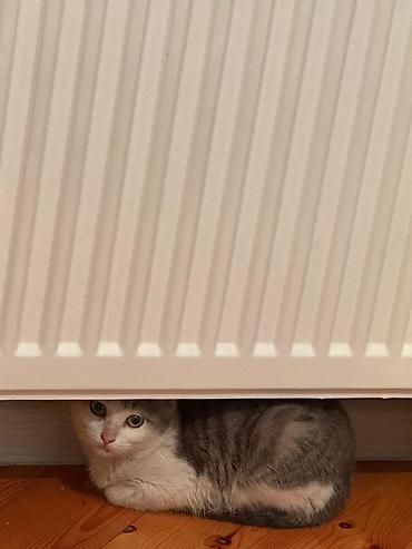 Pişiklər: Yaxşı əllərə — 5