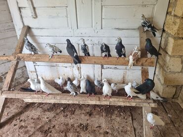 ротвейлер цена в баку: Göyerçinler satilir 25 denedir tam sağlam içinde yaxsi uçan quşdarda