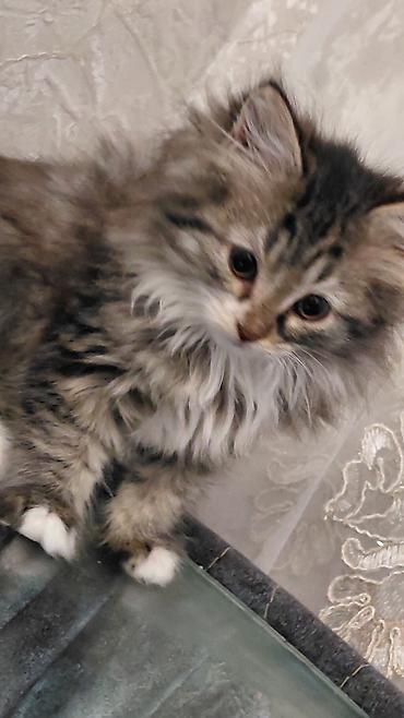 Pişiklər: Tabbi, Dişi, Yaxşı əllərə — 6