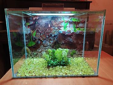 akvarium qiymetleri: Qızıl balıq, Sülhsevər — 8