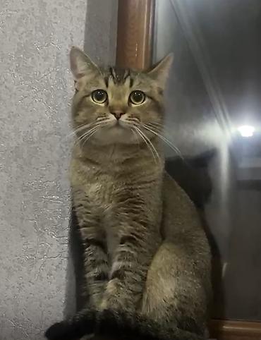 Tabbi, Yaxşı əllərə