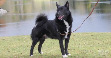 сибирский лайки: Потерялась собака породы лайка,цвет чёрный,отзывается на кличку