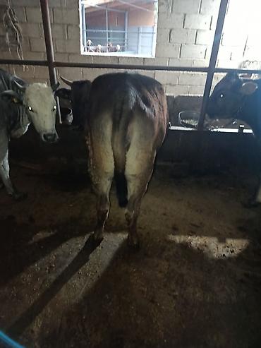 Коровы, быки: Продаю | Корова (самка) | Алатауская | Для молока | Стельные — 9