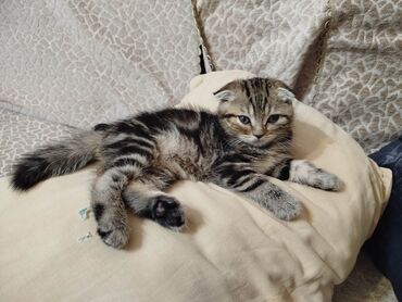 шиншилла котенок: Şinşilla, Dişi, Yaxşı əllərə, Ünvandan götürmə