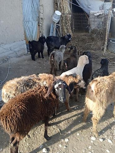 Баран, овца: Продаю | Ягненок | Для разведения — 3