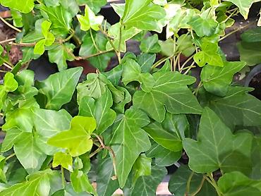 Ostale kućne biljke: Zamija, velika biljka, 80 centimetara visina sa prve slike je 2000 — 5