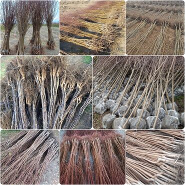 Ev və bağ: Meyvə agaclari "saglam tinglər saglam bagçiliqin təminatidir"🌱 yeni at lalafo.az Ev və bağ: Meyvə agaclari "saglam tinglər saglam bagçiliqin təminatidir"🌱 yeni
