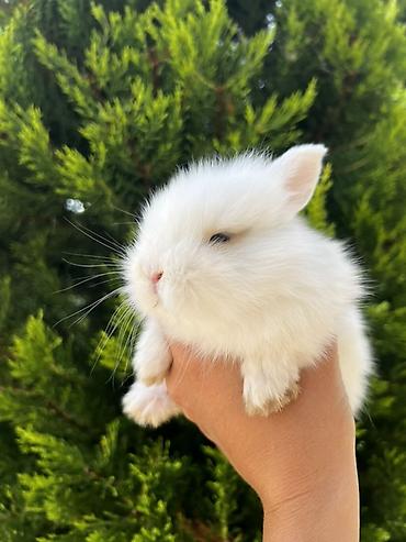ərəb dovşanı: 1 aylıq balaca🐰 Hazırda məndə bu çox şirin dovşanım var 🥹🤍 Çox şirin — 1