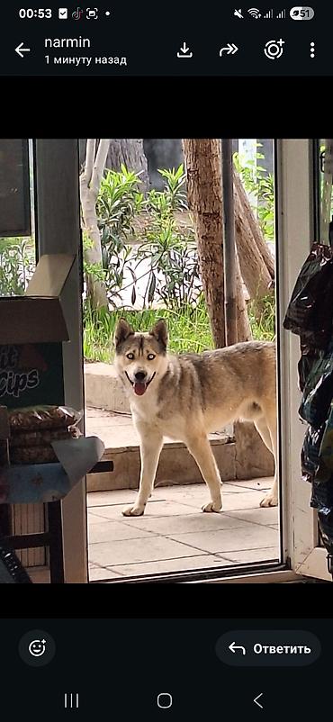 husky satisi: Xaski — 1