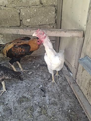 Xoruzlar: Xoruz, Heyratı, il: 2, Ödənişli çatdırılma — 1