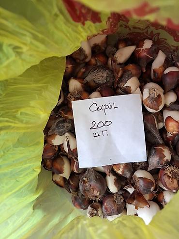 семена красной свеклы: Луковицы тюльпанов, сорт «Кызыл Орто». - Упаковки: 200 шт., 300 шт. и — 5