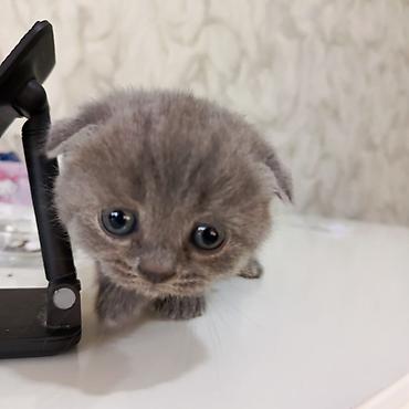 Кошки: Шотландская вислоухая — 2