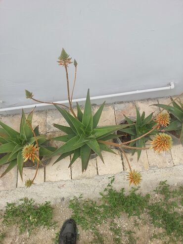 kalla bitkisi haqqinda melumat: Aloe 8 illik