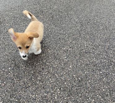 Αξιολάτρευτα κουτάβια Pembroke Welsh Corgi για δωρεάν υιοθεσία