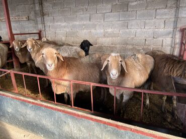 Бараны, овцы: Продаю | Овца (самка) | На забой | Матка, Ярка — 3